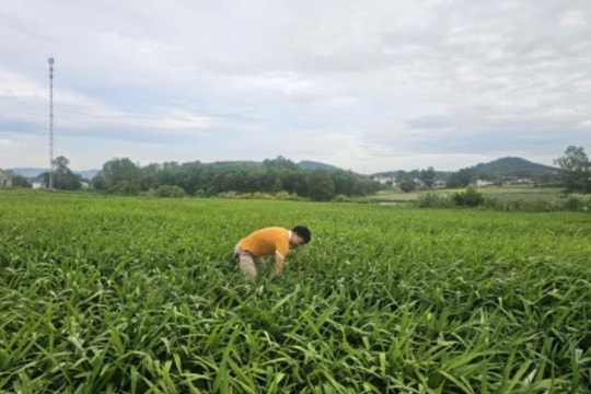 Người nông dân Nghệ An tái sinh vùng cát trắng, bí quyết làm giàu từ giống cây đặc biệt