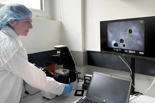 Thí nghiệm nuôi não mini để vận hành máy tính sinh học