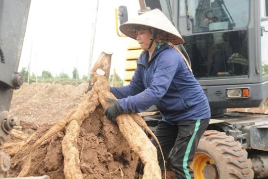 Từ nông sản quen thuộc, nông dân Hải Phòng nâng tầm thành bột ‘quý’ xuất khẩu đi khắp châu Á, châu Âu