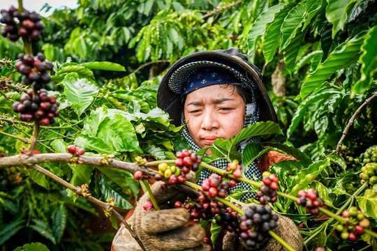 Giá cà phê hôm nay 9/10: Arabica và Robusta đồng loạt rớt giá, Việt Nam chịu ảnh hưởng