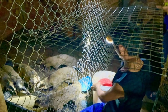 Đam mê dẫn lối, kỹ sư Quảng Ngãi bỏ nghề làm nông, nuôi đặc sản quý thu hàng trăm triệu/năm