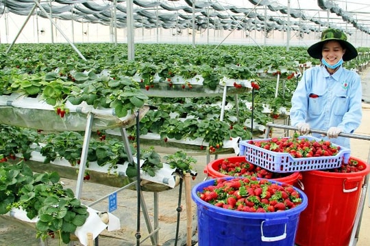 Nông nghiệp kết hợp du lịch ở Lâm Đồng: Bí quyết giúp bà con đổi đời, nông sản vươn xa