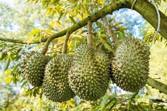 Giá sầu riêng hôm nay 9/10: Miền Tây ổn định, Tây Nguyên báo giá cao nhất