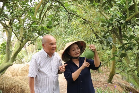 ‘Tỷ phú nông dân’ An Giang biến đất phèn thành mỏ vàng, thu tiền tỷ nhờ trồng cây quen thuộc