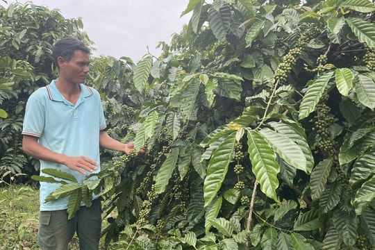 Câu chuyện làm giàu, đổi mới tư duy của nông dân Gia Lai với giống trái "gây mê mẩn", doanh thu mỗi năm hàng trăm triệu