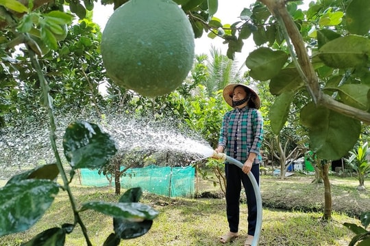 Nông dân Vĩnh Long thu lãi hàng trăm triệu nhờ mô hình trồng loại trái xanh xuất khẩu