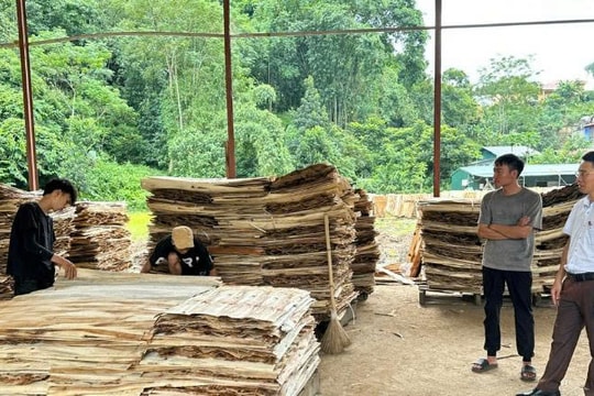 Khi nông dân Thái Nguyên làm giàu từ “kho vàng xanh”, mỗi vụ thu hoạch mang lại hàng trăm triệu đồng