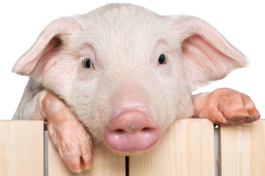 Giá heo hơi hôm nay 10/10: Đà giảm lan rộng, miền Nam rớt giá mạnh nhất