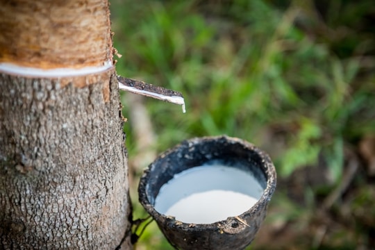 Cả hai trụ cột cùng bứt tốc, Cao su Việt Nam (GVR) ước lãi 9 tháng tăng 96%