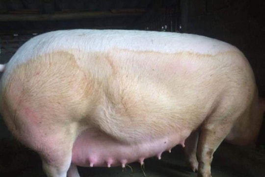 Giá heo hơi hôm nay 11/10: Thị trường lao dốc, nông dân chịu áp lực kép