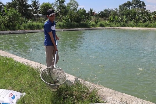 Thất bại không khuất phục người nông dân Thanh Hóa, mỗi năm thu về vài tỷ đồng nhờ giống cá "thân ngắn, đầu vuông"