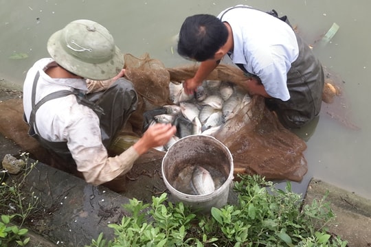 Nông dân Hà Tĩnh đột phá với công nghệ tuần hoàn nước, giảm ô nhiễm và tăng hiệu quả nuôi cá