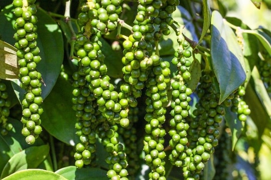 Giá tiêu hôm nay 11/10: Đi ngang, dự báo nguồn cung khan hiếm cuối năm