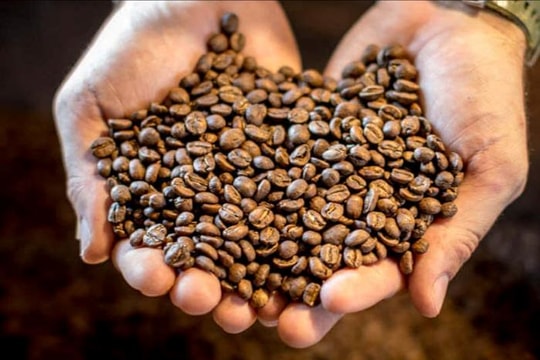 Giá cà phê hôm nay 12/10: Nội địa giảm giá, xuất khẩu sang Mỹ bùng nổ