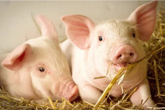 Giá heo hơi hôm nay 12/10: Ổn định cả nước, ngành chăn nuôi vẫn lao đao