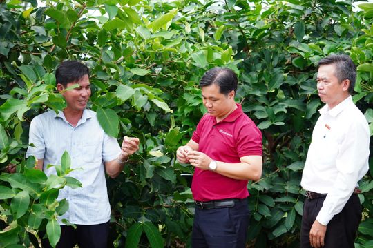 Nông dân Cần Thơ lai tạo giống trái “đắt như vàng”, bán 230.000 đồng/kg vẫn cháy hàng