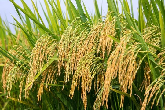 Giá lúa gạo hôm nay 13/10: Thị trường đi ngang, xuất khẩu giảm sốc cuối tuần