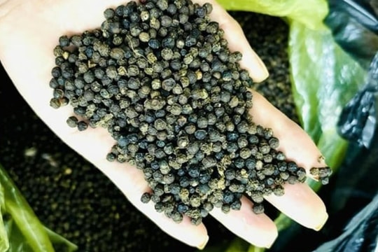 Giá tiêu hôm nay 13/10: Giá đi ngang, kim ngạch xuất khẩu bùng nổ nhờ giá cao