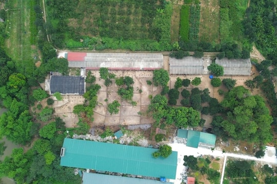 Nông dân Hà Nội làm chủ công nghệ sinh học, đưa giống gà đặc sản Sơn Tây thành thương hiệu quốc gia