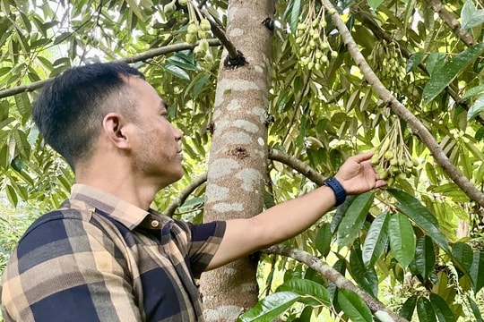 Người nông dân Quảng Ngãi “biến đồi hoang thành vàng” nhờ chuyển đổi cây trồng hiệu quả, mỗi năm thu về hàng trăm triệu