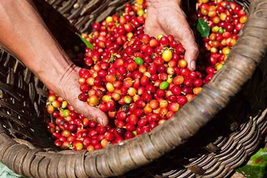 Giá cà phê hôm nay 14/10: Ổn định trong nước, xuất khẩu sang Mỹ tăng mạnh