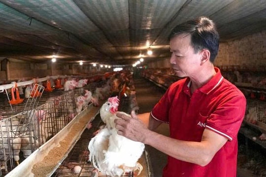 Câu chuyện làm giàu ly kỳ từ "món quà cưới", bán được hơn 1 triệu mà tạo ra cả trang trại bạc tỷ của người nông dân Nghệ An