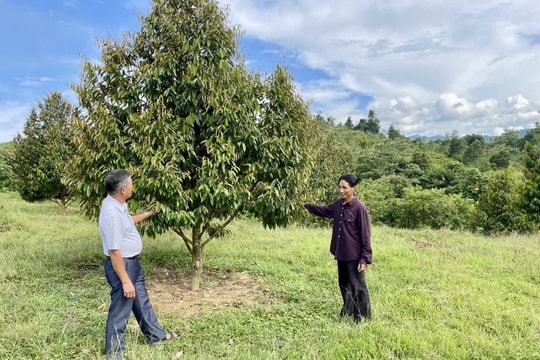 Nông dân Đà Nẵng đổi đời, kiếm được số tiền lớn nhờ loài cây từng bị xem là “khó tính bậc nhất”