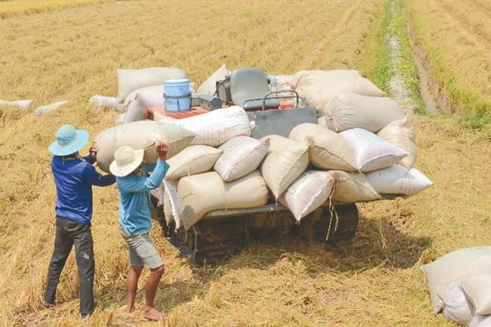 Giá lúa gạo hôm nay 15/10: Ổn định trong nước, áp lực từ tồn kho Ấn Độ