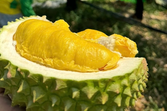 Giá sầu riêng hôm nay 15/10: Ri6 đi ngang, Thái VIP vượt 120.000 đồng/kg nhờ nhu cầu xuất khẩu mạnh