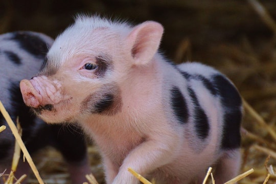 Giá heo hơi hôm nay 16/10: Giảm nhẹ ở một số nơi