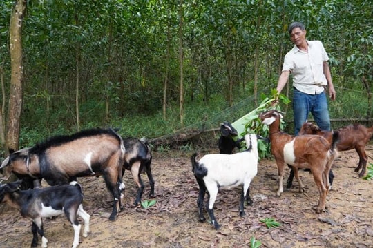 Nông dân Quảng Trị viết nên câu chuyện thoát nghèo từ đôi bàn tay trắng, mỗi năm cầm về cả trăm triệu đồng