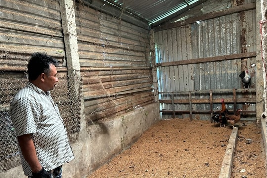 Nông dân Đà Nẵng thử nuôi "con vật bình dân" theo cách làm chưa từng có, kết quả vượt xa sự kỳ vọng