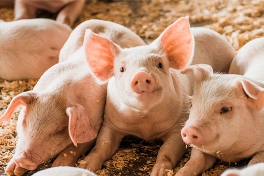 Giá heo hơi hôm nay 17/10: Nông dân yên tâm vì giá ổn định