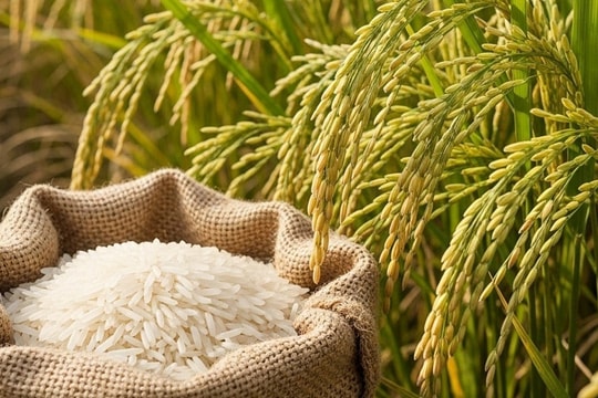 Giá lúa gạo hôm nay 17/10: Ổn định tại ĐBSCL, xuất khẩu gặp khó vì chính sách nhập khẩu