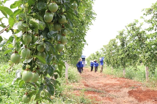 Nông dân Đắk Lắk đang làm giàu từ giống trái "lúc chua, lúc ngọt", bán rất đắt hàng, xuất khẩu sang cả Mỹ, Nhật Bản