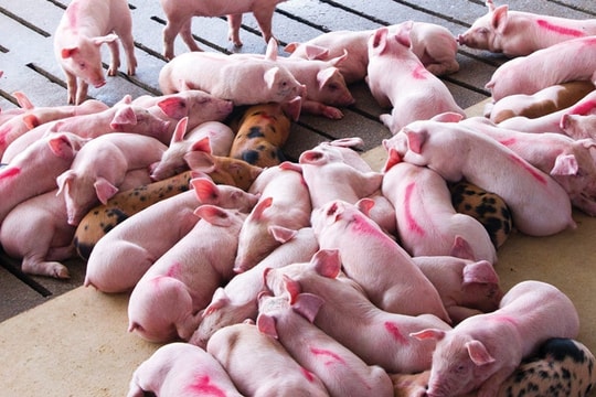 Giá heo hơi hôm nay 18/10: Miền Bắc tăng nhẹ, miền Nam tiếp tục giảm, nông dân chờ giá Tết