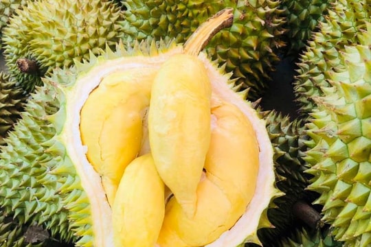 Giá sầu riêng hôm nay 18/10: hị trường đi ngang, loại đẹp “giữ phong độ” ở mức kỷ lục