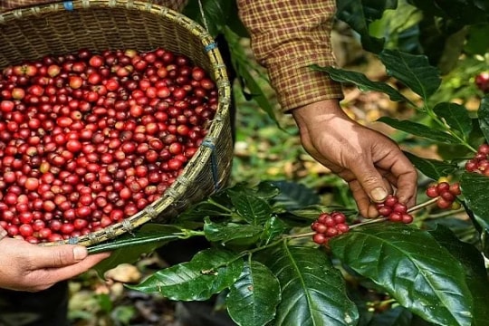 Giá cà phê hôm nay 20/10: Tăng nhẹ tại Tây Nguyên, thế giới biến động trái chiều