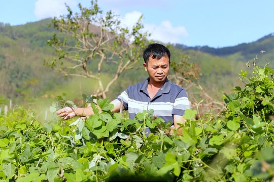 Nông dân Nghệ An thu 3,5 tỷ đồng/năm nhờ trồng thứ củ nằm sâu trong đất, biến vùng đất cằn thành “thủ phủ tinh bột sạch”