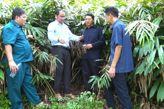 Từng là hộ nghèo, nay người nông dân Cao Bằng vươn lên làm giàu từ cây dược liệu, mỗi năm thu đều tay cả trăm triệu