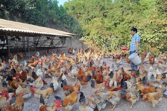 Nông dân Quảng Ninh quyết định đúng đắn khi nuôi giống "đặc sản bản địa", tiền lãi mỗi năm hàng trăm triệu, xây được nhà to, mua xe hơi xịn