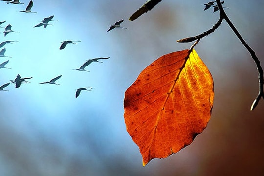 Chứng khoán giảm hơn 90 điểm, "chiếc lá cuối cùng" nhóm VN30 mang tên VJC