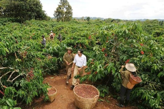 Nông dân Quảng Ngãi bận rộn với giống "cây làm giàu", mỗi héc ta có thể thu về tay 100 triệu đồng