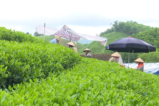 Thái Nguyên phát huy lợi thế ‘đặc sản’ để phát triển vùng đất 96km² thành khu sinh thái kiểu mẫu , thu nhập người dân tăng thêm 1,5 lần sau sáp nhập