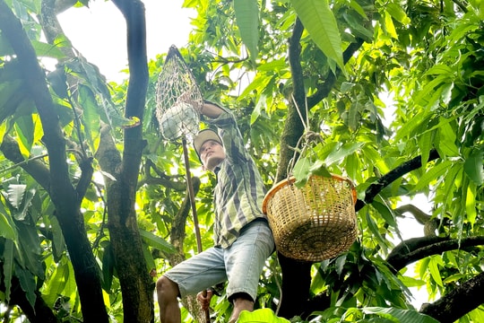 Người nông dân An Giang “ăn cơm dưới đất, làm việc trên trời” thu về 300 triệu/ha mỗi năm nhờ trái đặc sản quý