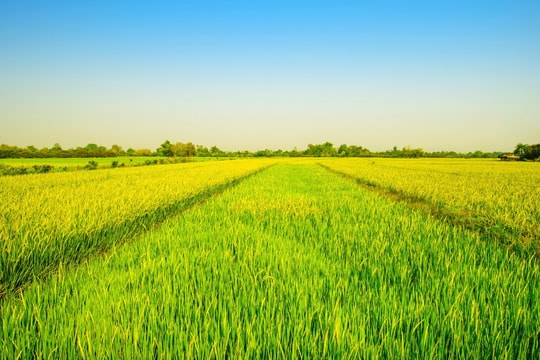 Giá gạo hôm nay 23/10/2025: Đà giảm giá vẫn chưa dừng lại