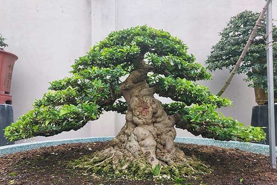 Nghệ nhân miền Tây vừa làm đẹp cho đời, vừa hái ra tiền với thú vui tao nhã