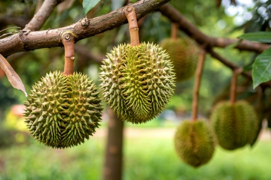 Giá sầu riêng hôm nay 23/10/2025: Sầu Thái đẹp vượt 100.000 đồng/kg