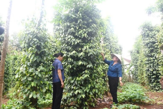 Một nông dân ở Quảng Trị khiến ai cũng khâm phục vì cách làm nông mới lạ, mỗi năm đều tay thu về 300 triệu