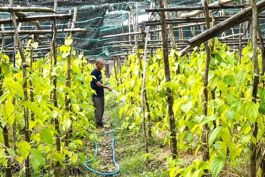 Nông dân Cần Thơ hồi sinh nghề đặc sản trăm năm, gìn giữ di sản miền Tây